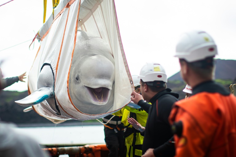 Beluga Wal