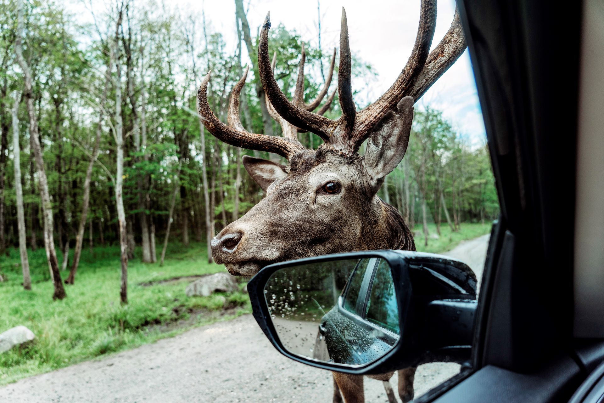 Hirsch auf der Straße