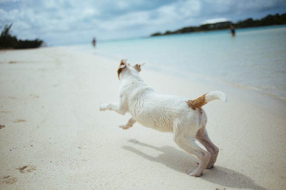 Hund am Meer