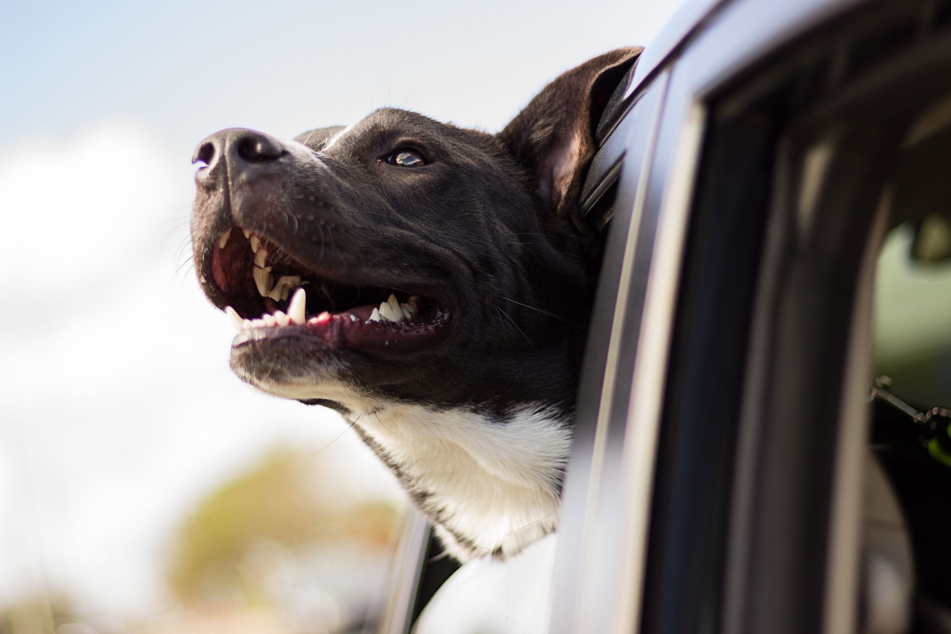 Hund im Auto