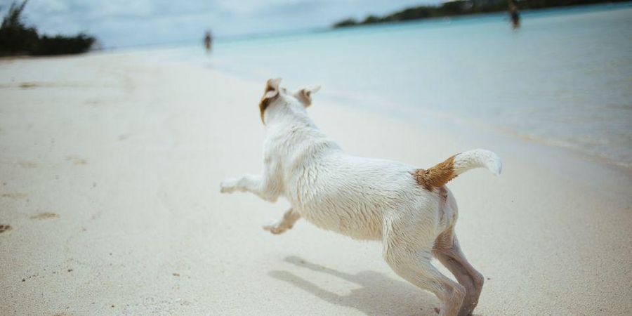 Hund