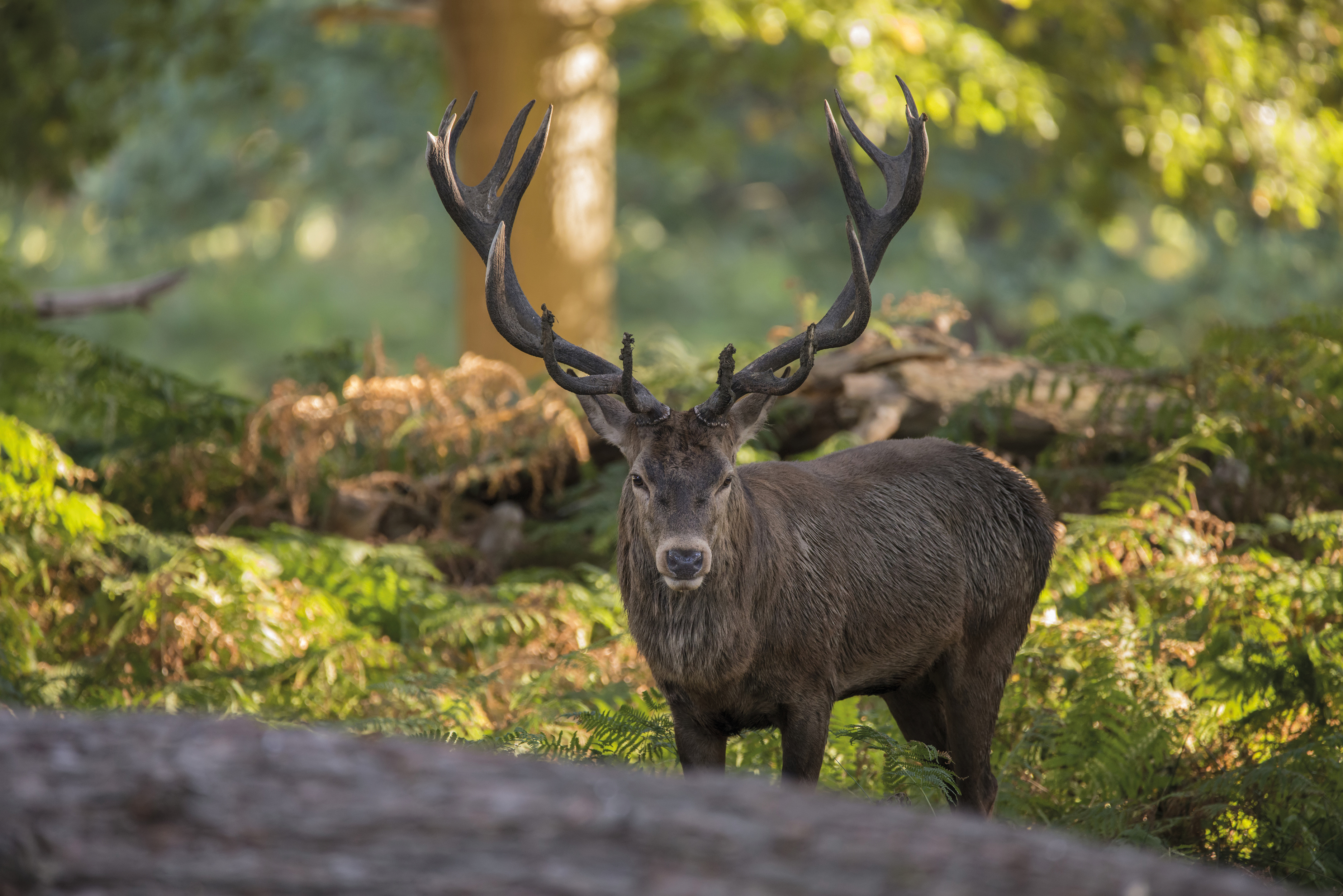 Hirsch im Wald